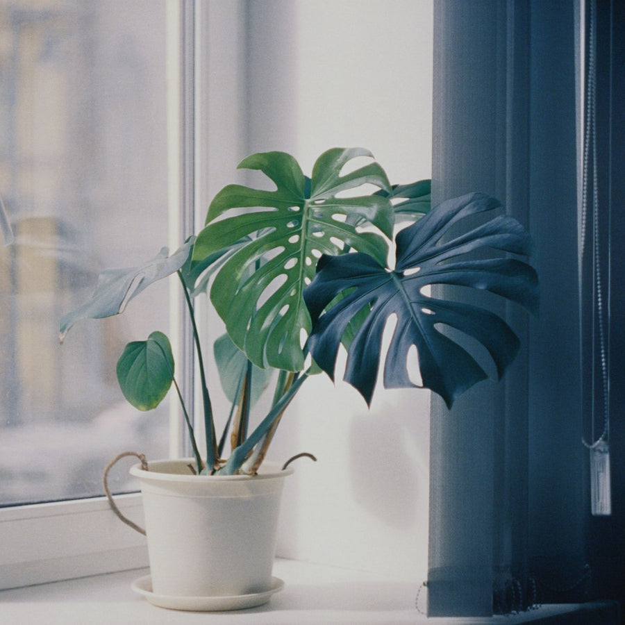 Carbon Footed Planter