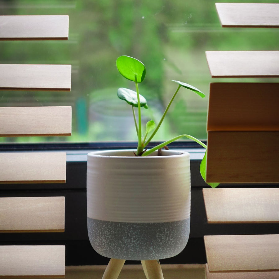 Dark Moon Propagation Vase