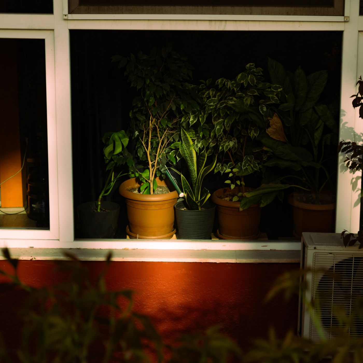 Midnight Orchid Pot